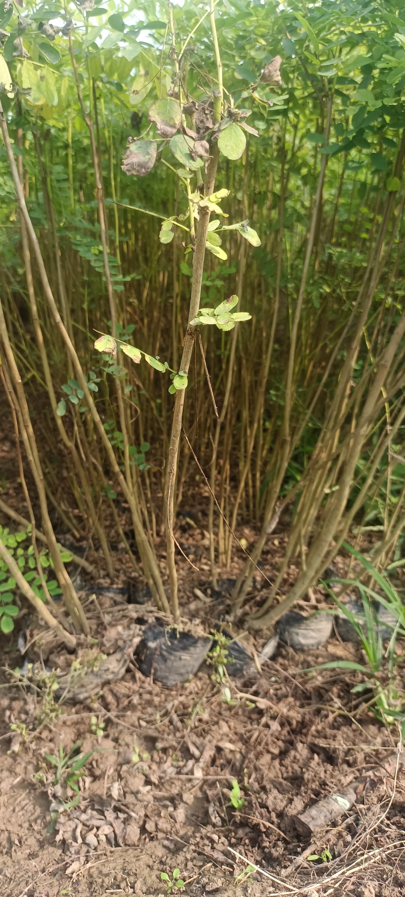 紫穗槐陕西紫穗槐苗营养钵杯苗裸根苗长期大量供应