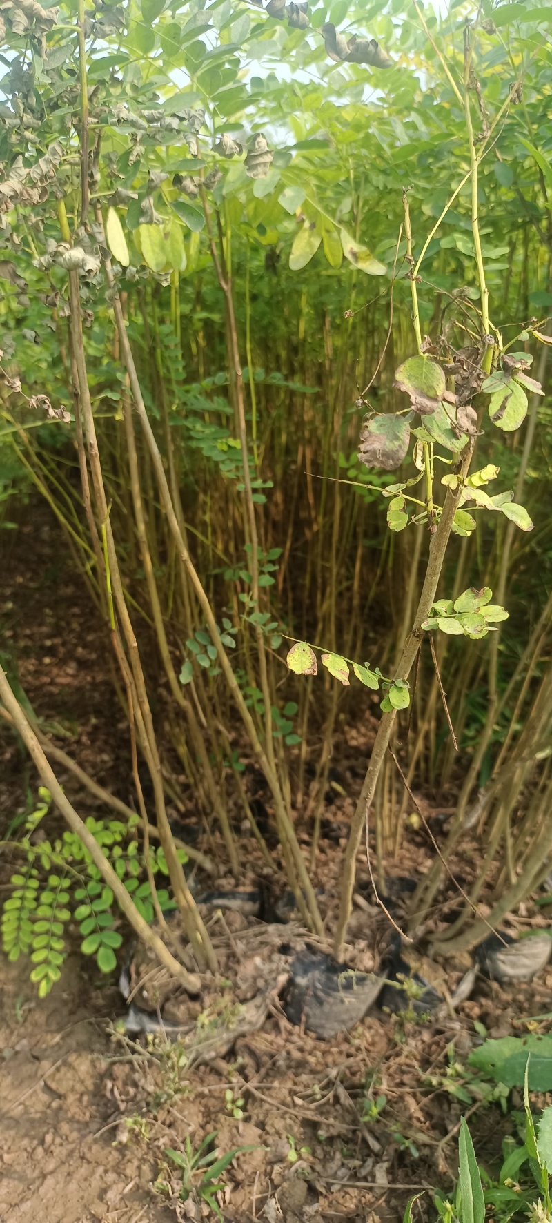 紫穗槐陕西紫穗槐苗营养钵杯苗裸根苗长期大量供应