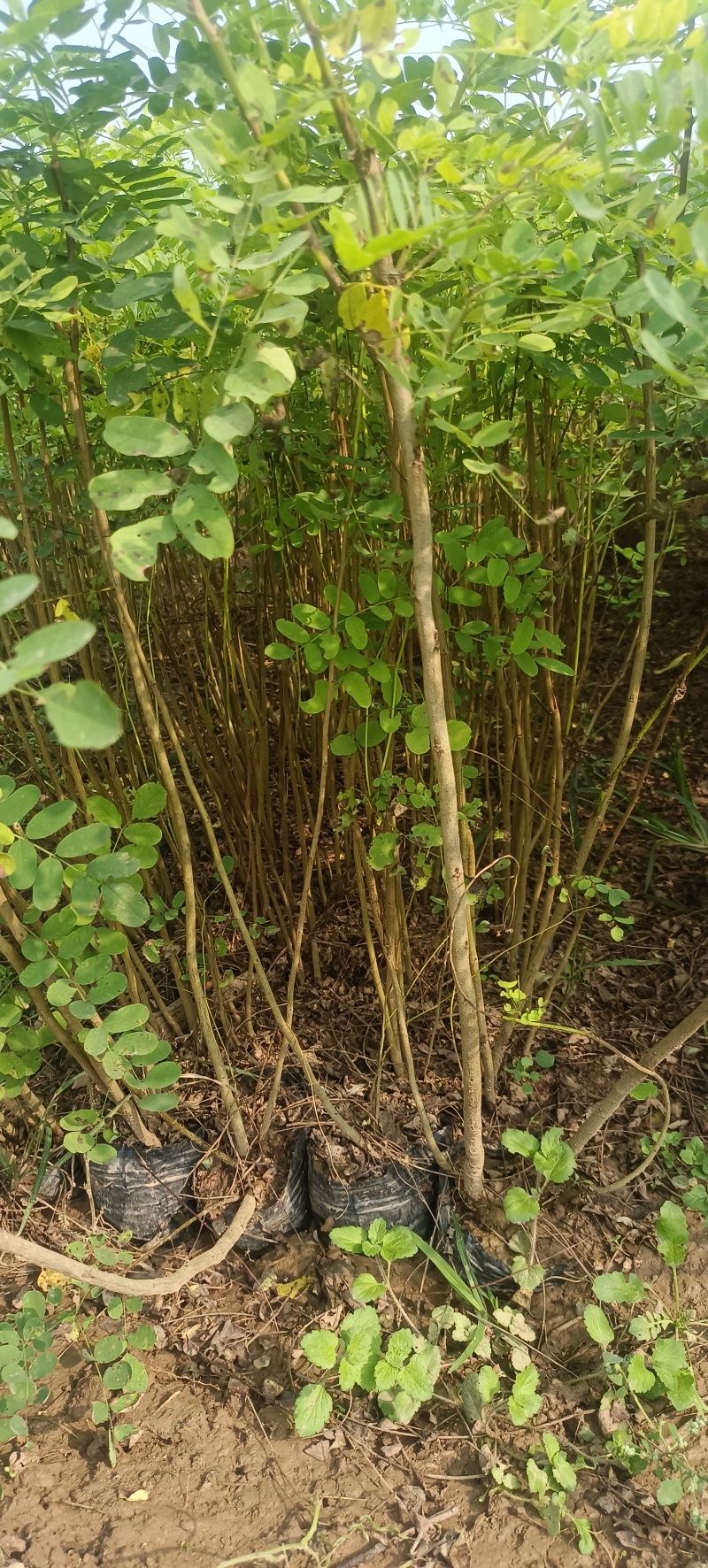 紫穗槐陕西紫穗槐苗营养钵杯苗裸根苗长期大量供应