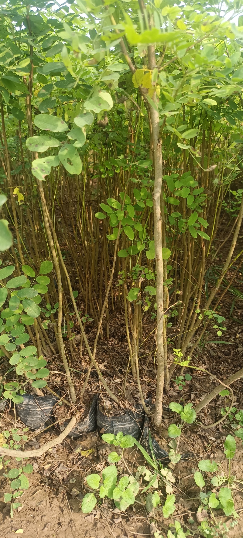 紫穗槐陕西紫穗槐苗营养钵杯苗裸根苗长期大量供应