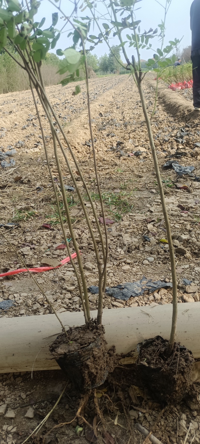 紫穗槐陕西紫穗槐苗营养钵杯苗裸根苗长期大量供应