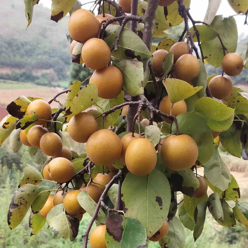 云南特色沙梨涩梨