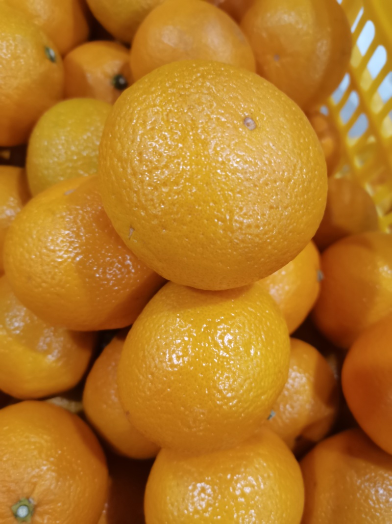 黄金柑，青香味甜，无酸味。70起步
