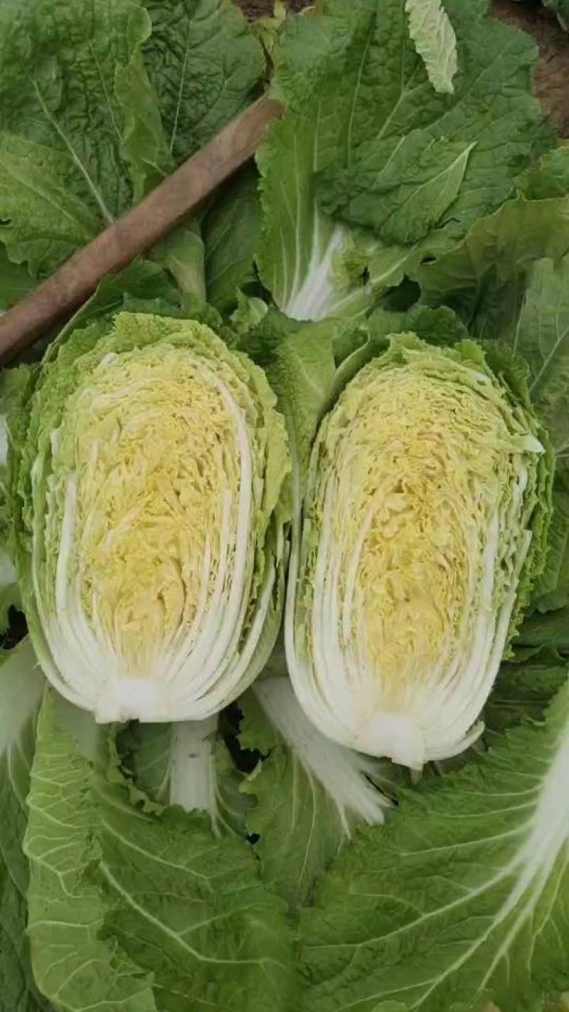 新鲜山西白菜，当季上市，产地直供，质量保证。