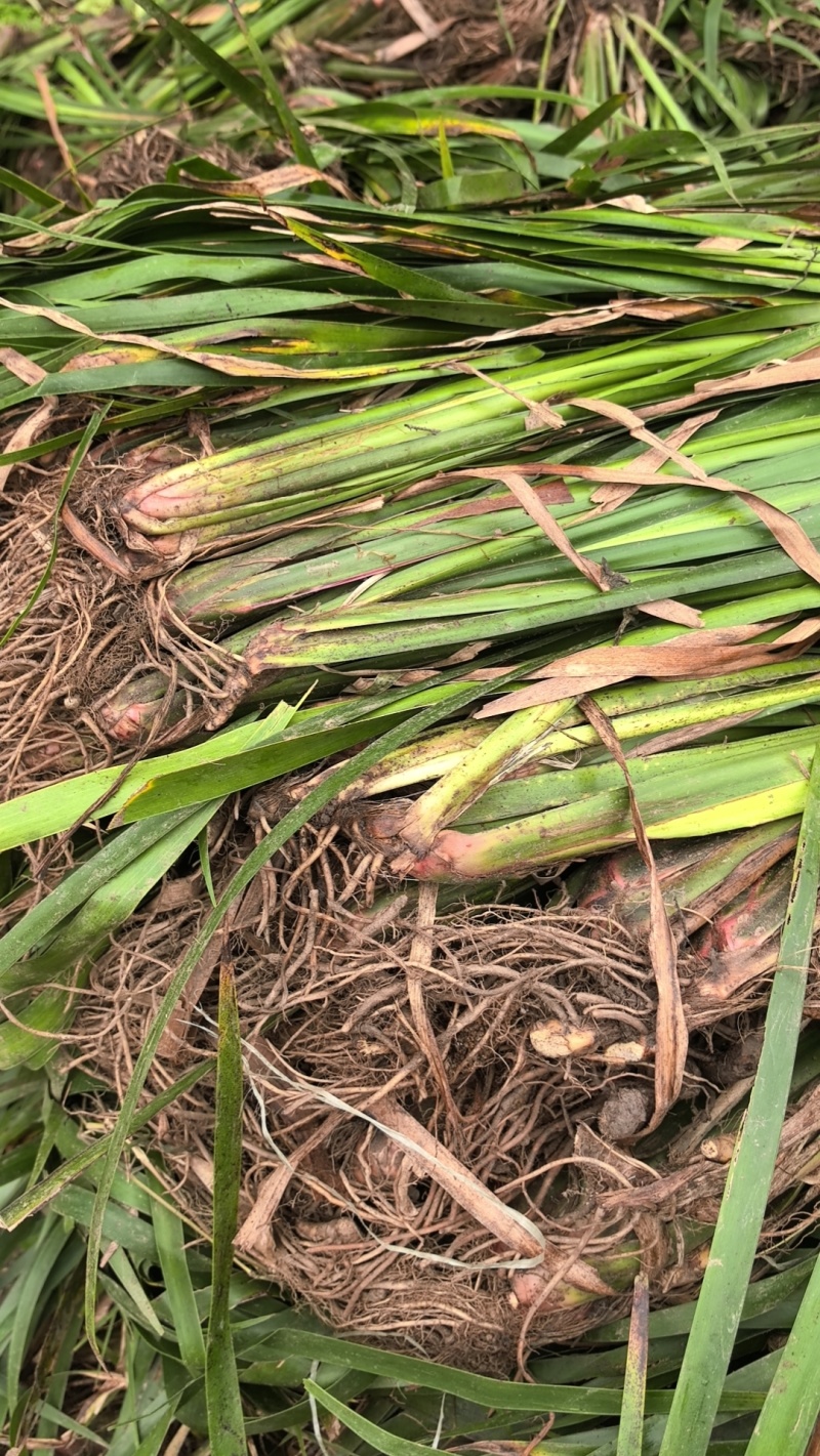 石菖蒲三年苗，石菖蒲种植基地，自产自销