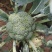 耐寒西兰花火爆出货中