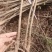 紫穗槐/绿化苗木/基地直发/对接全国采购商