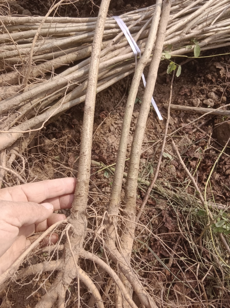 紫穗槐/绿化苗木/基地直发/对接全国采购商