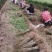 紫穗槐/绿化苗木/基地直发/对接全国采购商