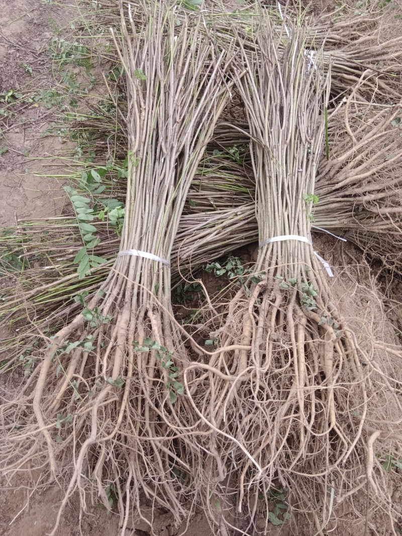 紫穗槐/绿化苗木/基地直发/对接全国采购商