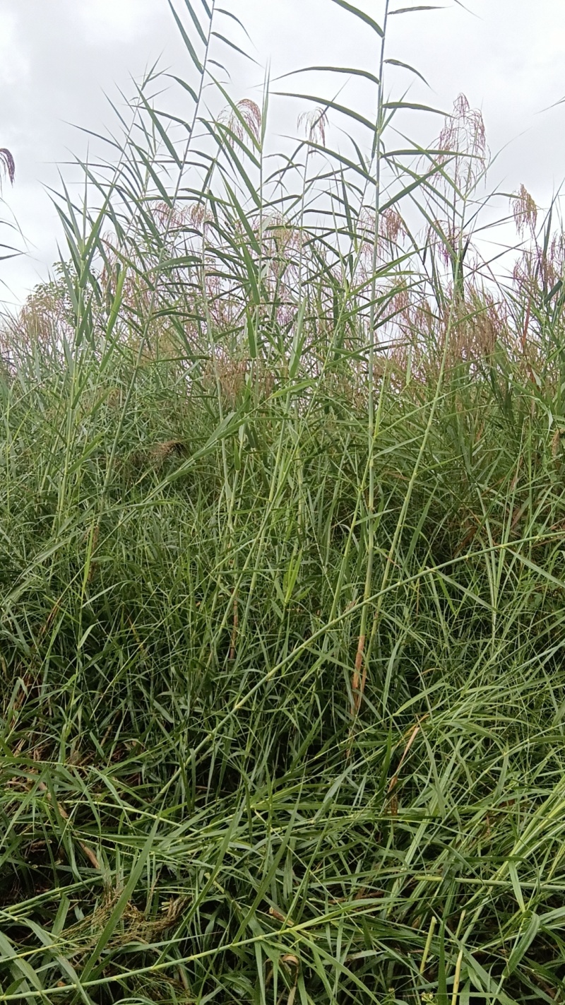 芦苇