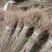 紫穗槐/绿化苗木/基地直发/对接全国采购商