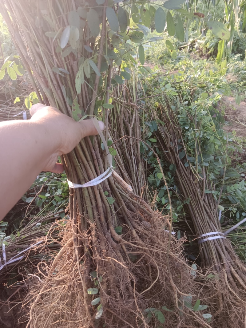 紫穗槐/绿化苗木/基地直发/对接全国采购商