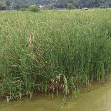 小香蒲