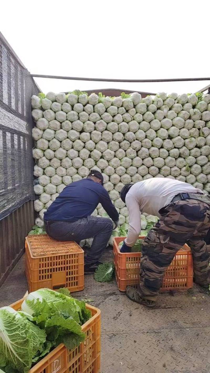 黄心白菜，青麻叶产地直供，甜脆可口，**特惠！