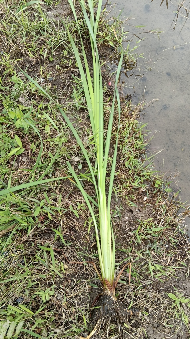 小香蒲