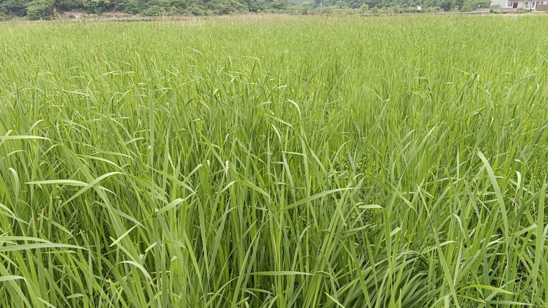 小香蒲