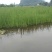 小香蒲