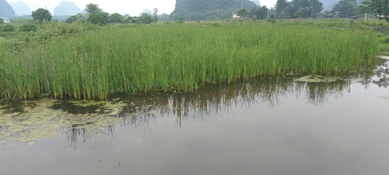 小香蒲