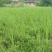 小香蒲