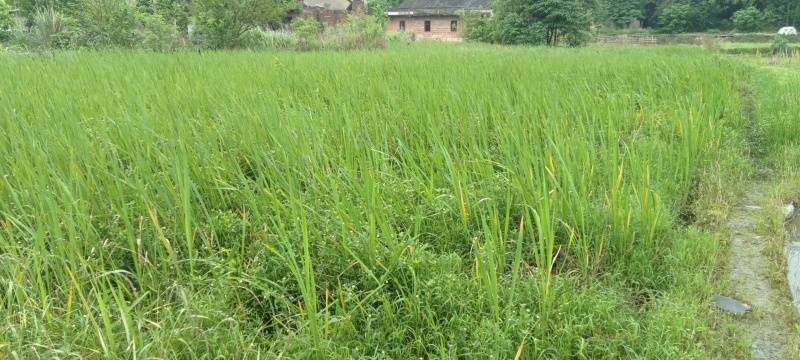 小香蒲