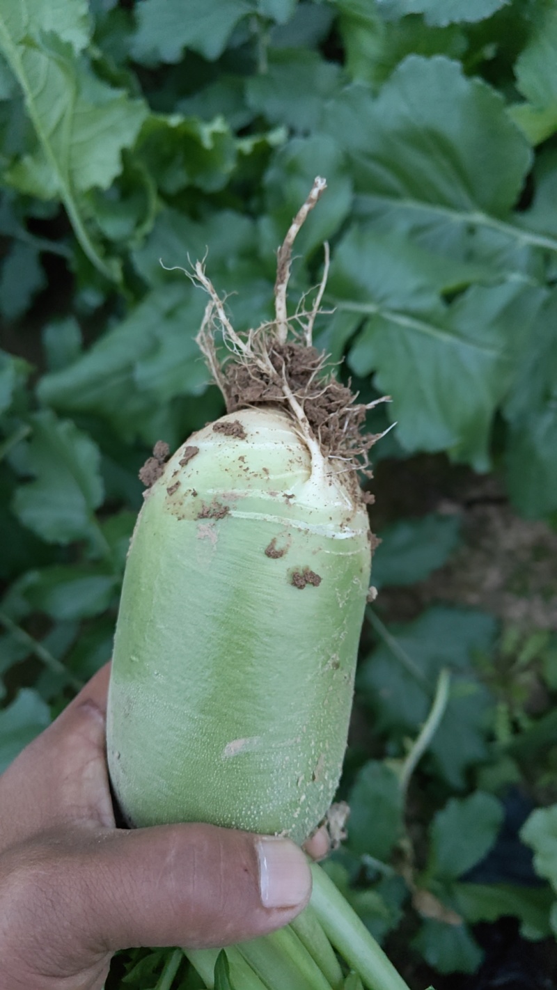 红皮萝卜1~1.5斤起，青皮辣萝卜等各种萝卜，代收代发