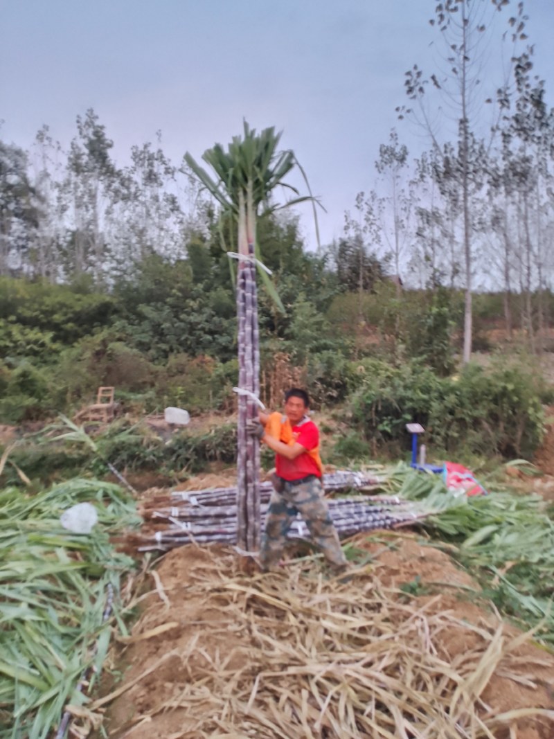 湖北黑皮甘蔗。果庶销售，商品甘蔗产地自产代办装车