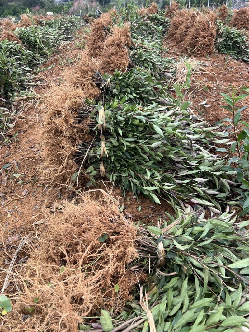 绿茶茶苗，茶树苗成活率高包教技术指导！欢迎咨询！