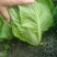 精品毛白菜
