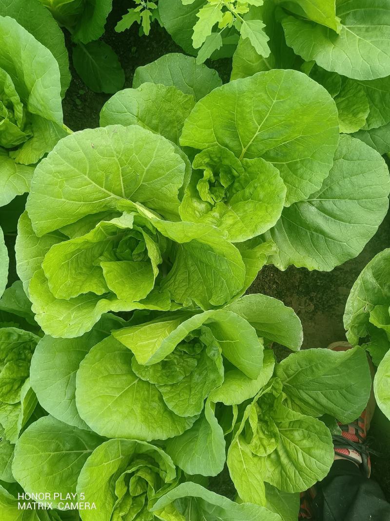 精品毛白菜
