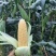 精品水果玉米，超标货甜玉米，安徽芜湖产区，大量上市