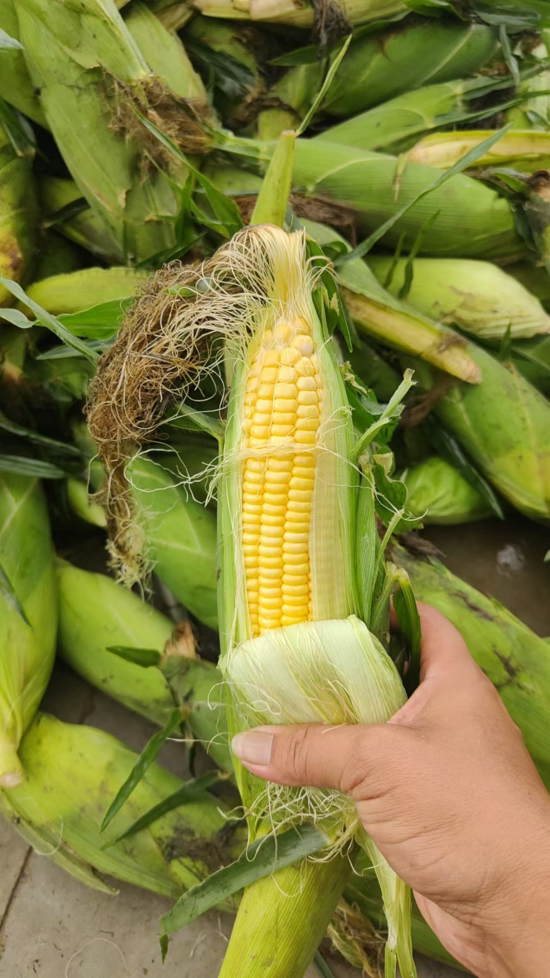 精品水果玉米，超标货甜玉米，安徽芜湖产区，大量上市