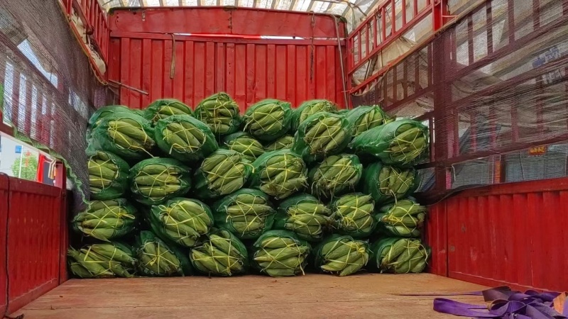 精品水果玉米，超标货甜玉米，安徽芜湖产区，大量上市