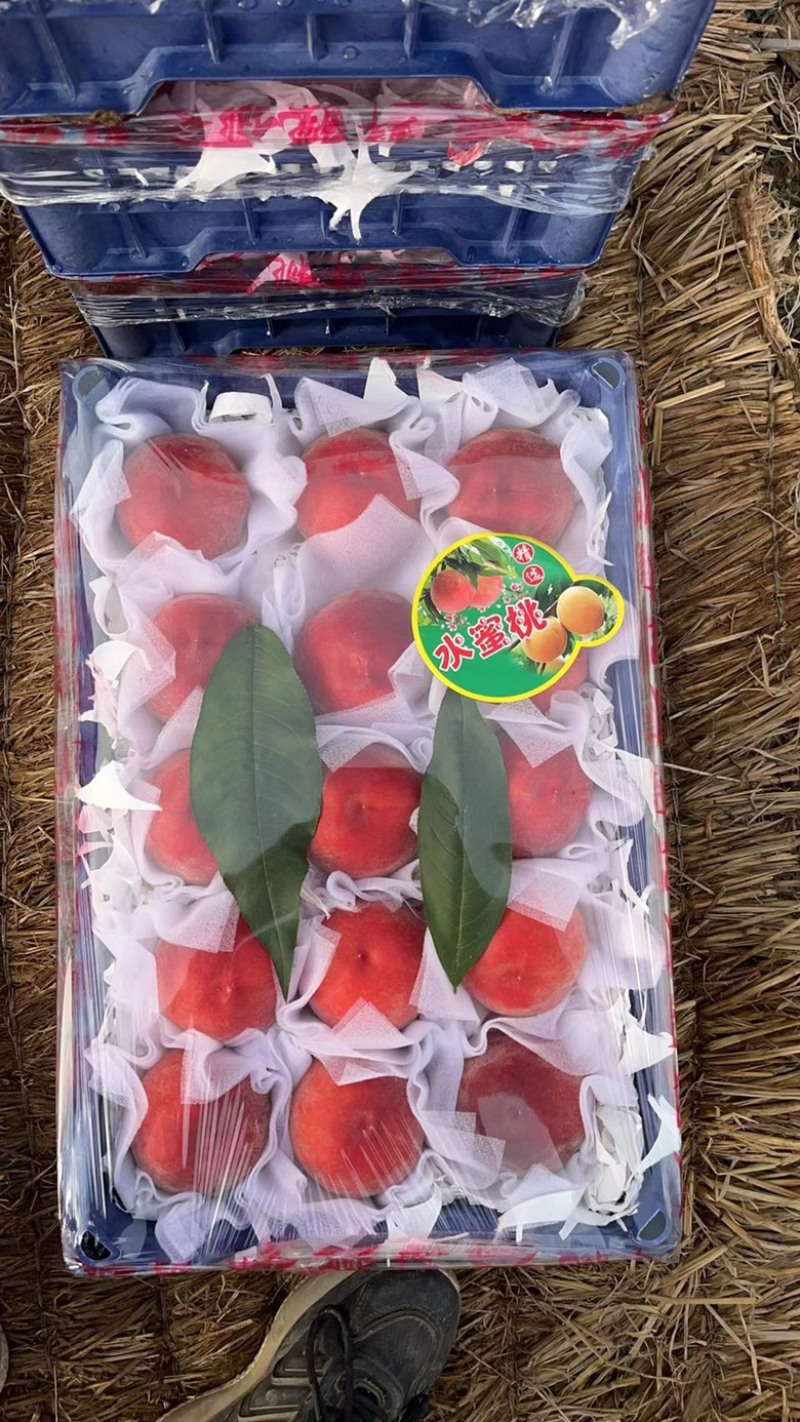 河北精品红梅突围水蜜桃大量上市，产地直发，直供市场，商超