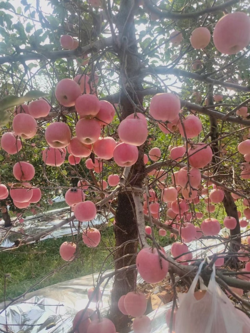 河北精品红富士苹果，产地直发对接商超团购档口供应链