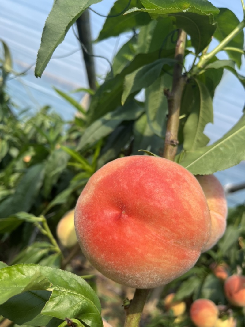 河北精品红梅突围水蜜桃大量上市，产地直发，直供市场，商超