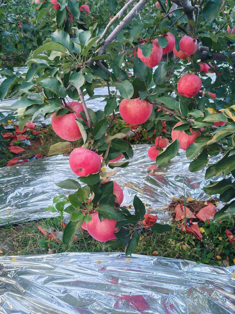 苹果红富士苹果