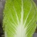大白菜