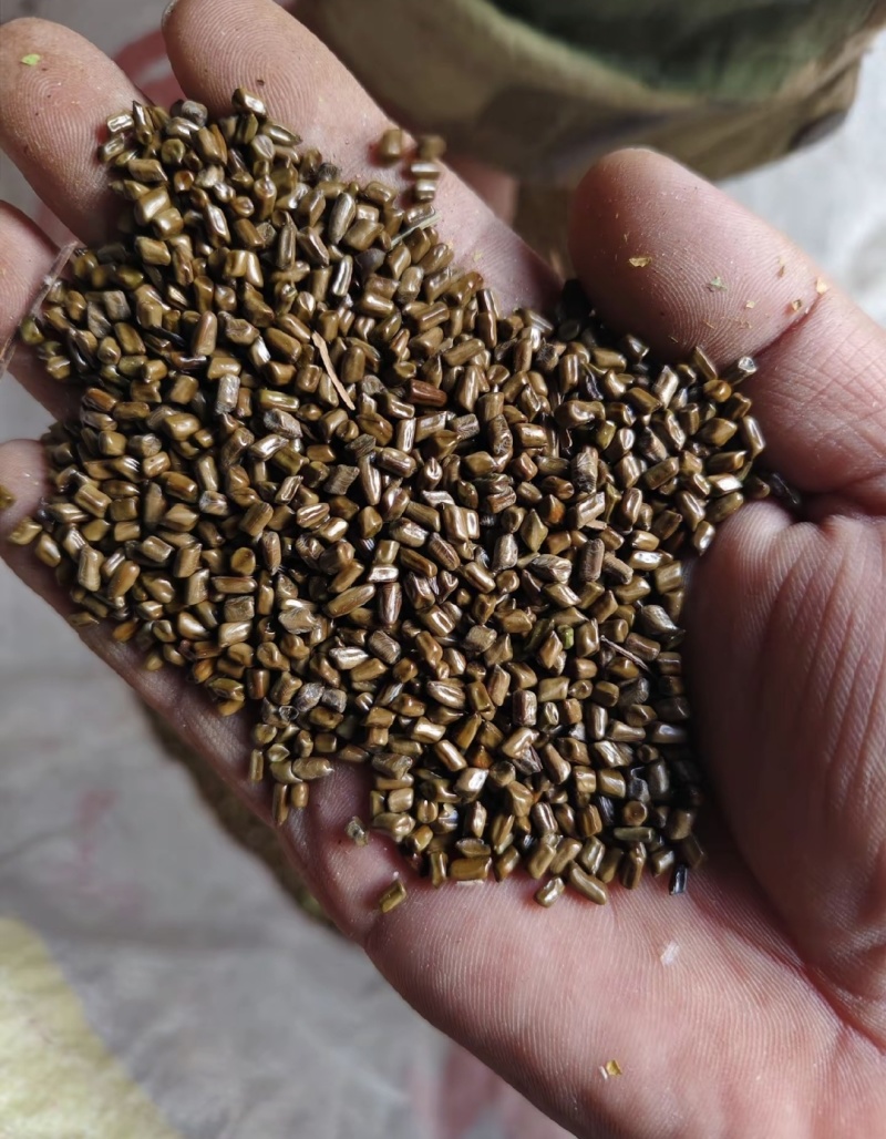 河南洛阳70吨决明子出售