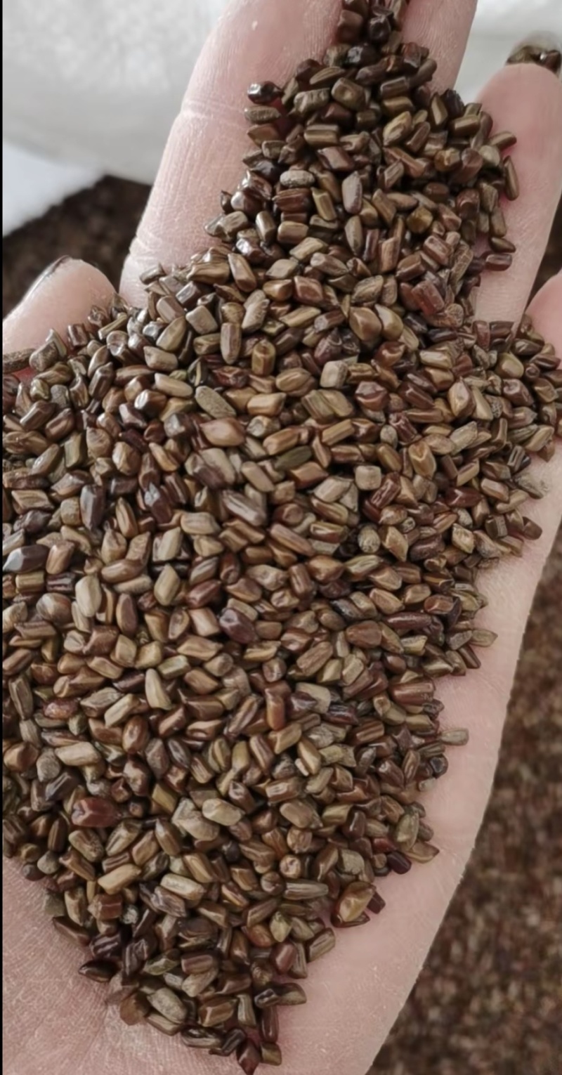 河南洛阳70吨决明子出售