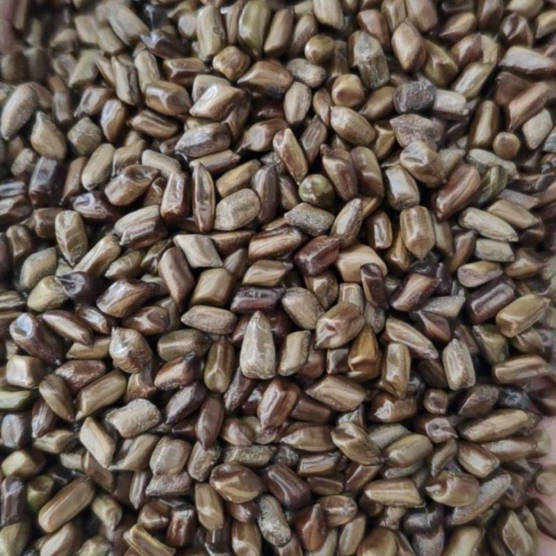 河南洛阳70吨决明子出售