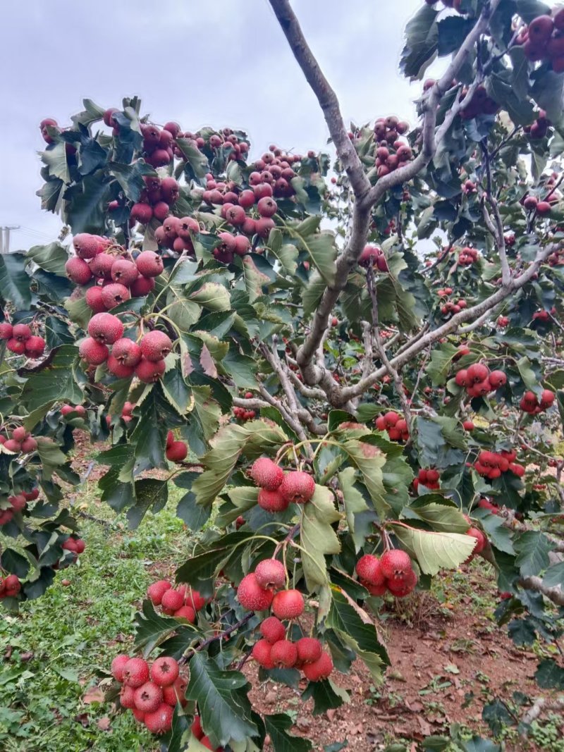 大金星山楂
