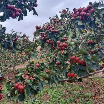 大金星山楂