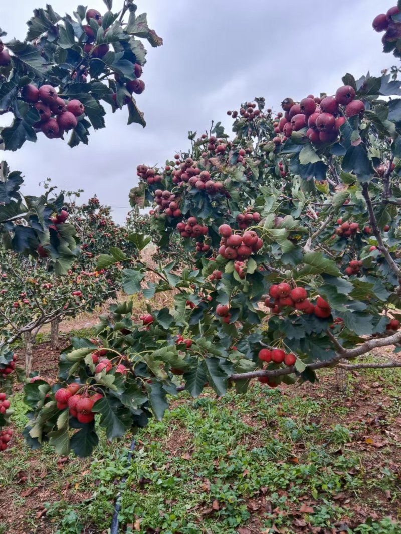 大金星山楂