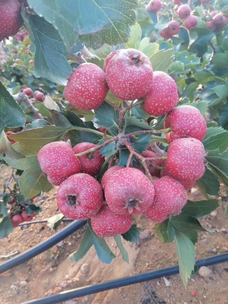 大金星山楂