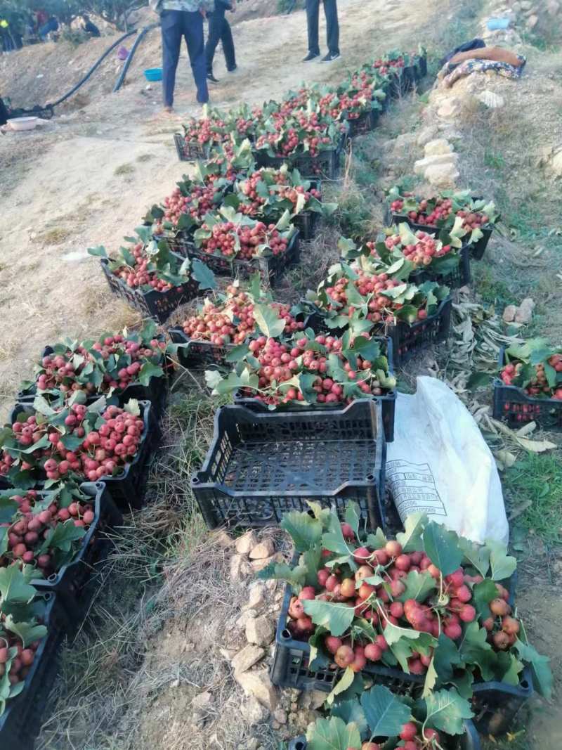 大金星山楂