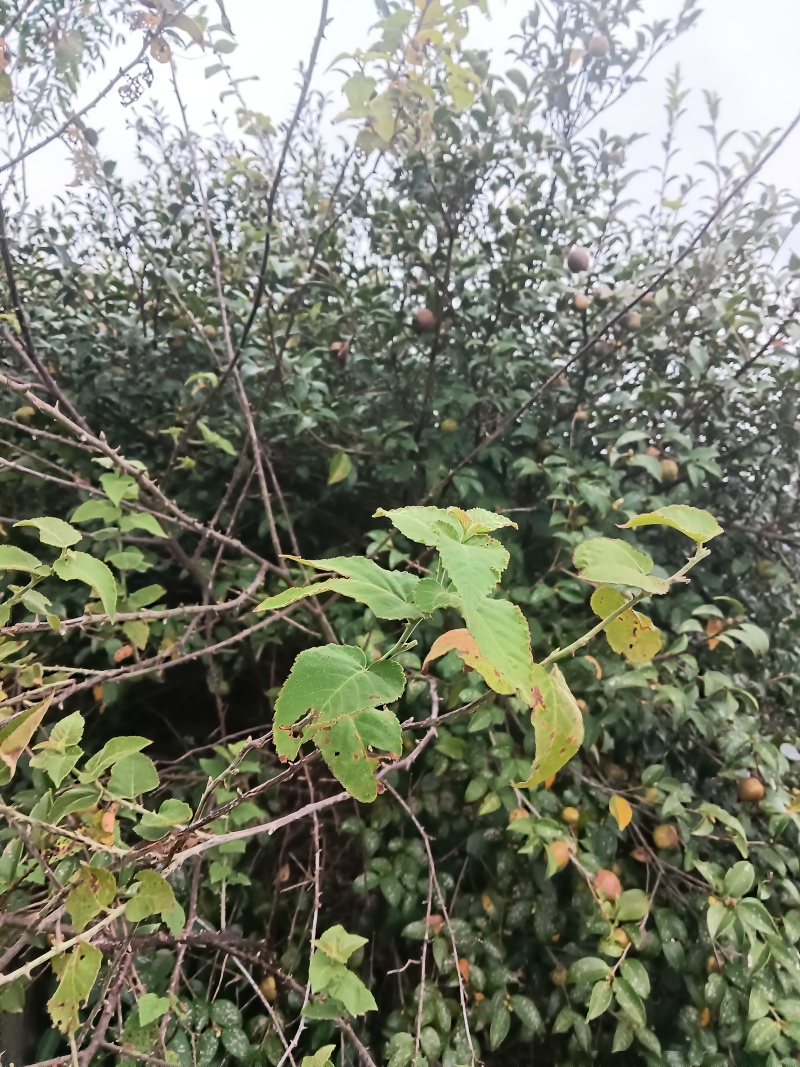 野生茶籽江西省樟树市