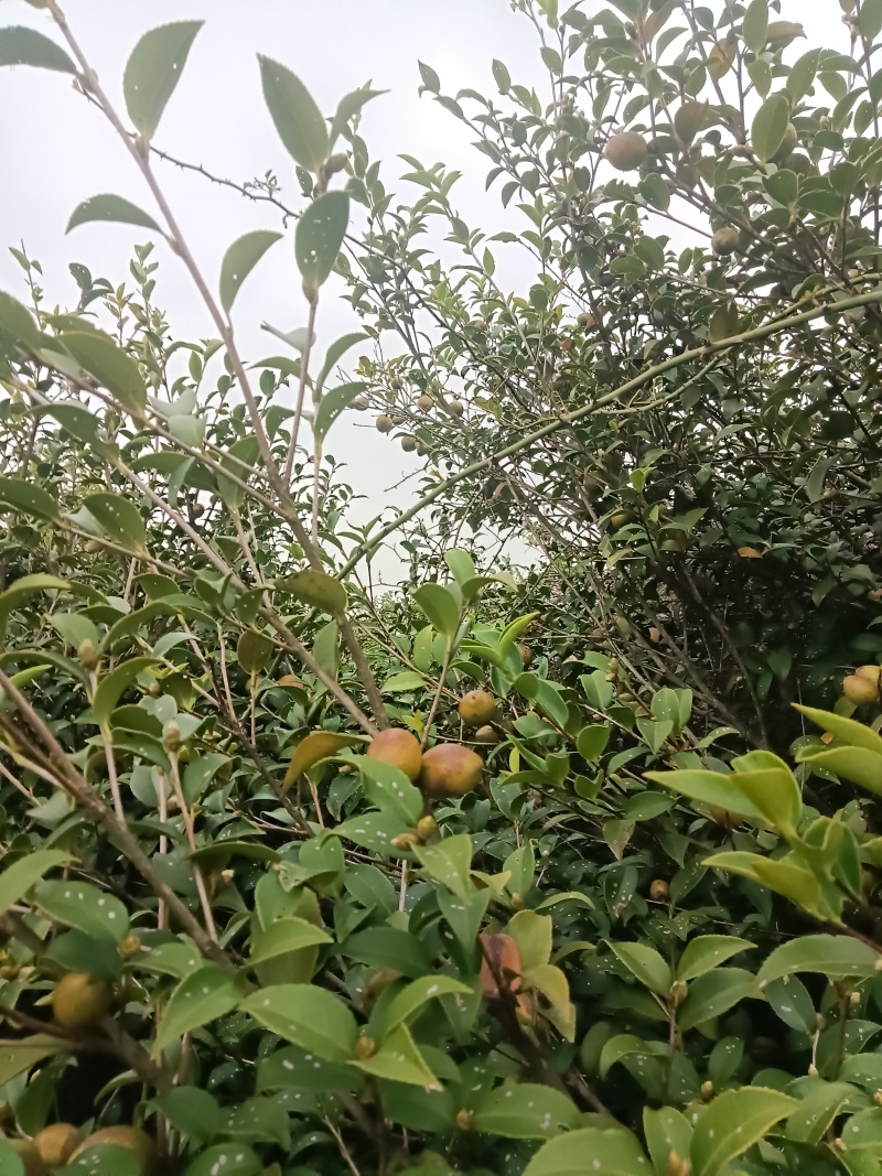 野生茶籽江西省樟树市