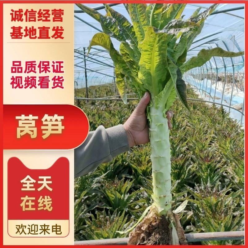 安徽砀山精品莴笋。货源充足保质保量。直供商超各大市场