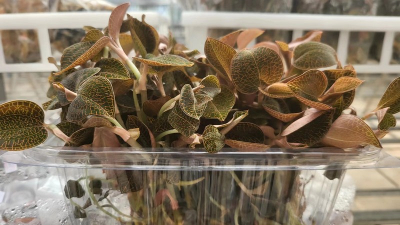 金线莲鲜品